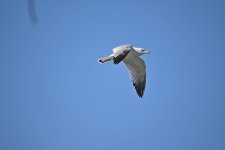 Ring-billed gull_00003.jpg