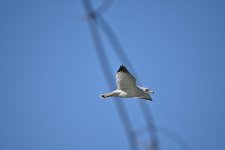 Ring-billed gull_00004.jpg