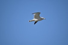 Ring-billed gull_00006.jpg