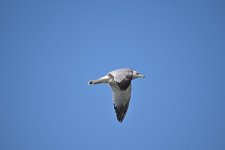 Ring-billed gull_00007.jpg