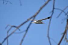 Ring-billed gull_00009.jpg