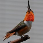 Hummer3.jpg