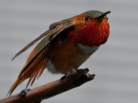 Hummer5.jpg