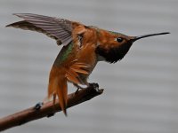 Hummer2.jpg
