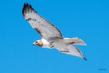 RedTailFlight-500.jpg
