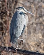 GBH-500.jpg