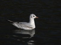 DSC_3838.jpg