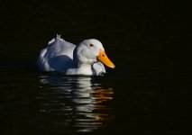 DSC_3871.jpg