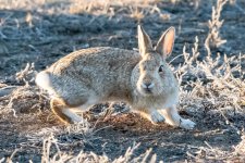 BunnyChase-501.jpg