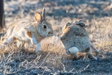 BunnyChase-502.jpg