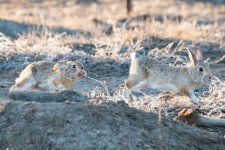 BunnyChase-503.jpg