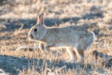 BunnyHop-500.jpg