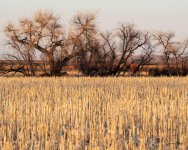 CornfieldTrees-500.jpg