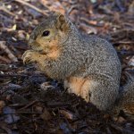 Squirrel3.jpg