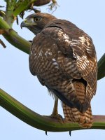 Hawk6.jpg