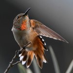 Hummer7.jpg