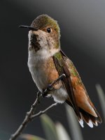 Hummer15.jpg
