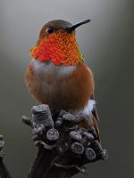 Hummer30.jpg