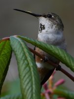 Hummer58.jpg