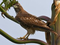 Hawk8.jpg
