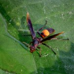 wasp-1.jpg