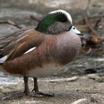 Widgeon.jpg