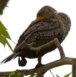 Cormorant.jpg