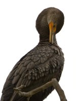 Cormorant2.jpg
