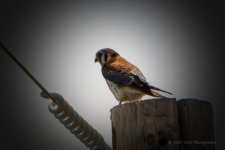 03-11-20-cr-_D7K2079-ON1.jpg