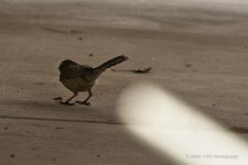 03-11-20-cr-_D7K2080-ON1.jpg