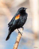 Blackbird-520.jpg