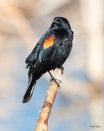 Blackbird-521.jpg