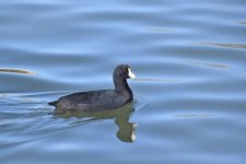 American Coot_00002.jpg