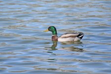 Mallard_00001.jpg