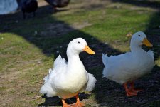 Domestic duck_00001.jpg