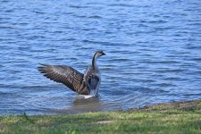 Swan Goose_00002.jpg