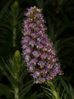 Echium.jpg