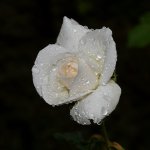 Rose.jpg