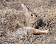 Bunny-531.jpg