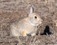 Bunny-530.jpg