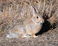 Bunny-532.jpg
