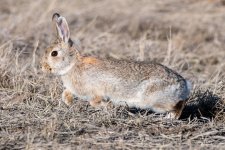 BunnyRunning-510.jpg