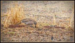 610_8913-Edit.jpg