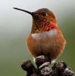 Hummer25.jpg