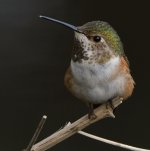 Hummer79.jpg