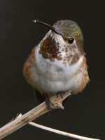 Hummer72.jpg