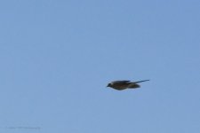 03-14-20-cr-_D7K2095-ON1.jpg