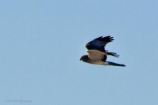 03-14-20-cr-_D7K2097-ON1.jpg