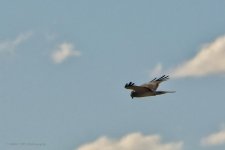 03-14-20-cr-_D7K2099-ON1.jpg