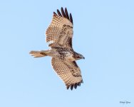 RedTailFlight-527.jpg